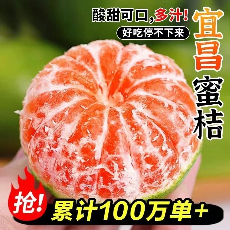 【新鲜采摘】2025年湖北宜昌蜜桔酸甜橘子无籽蜜橘当季水果桔子