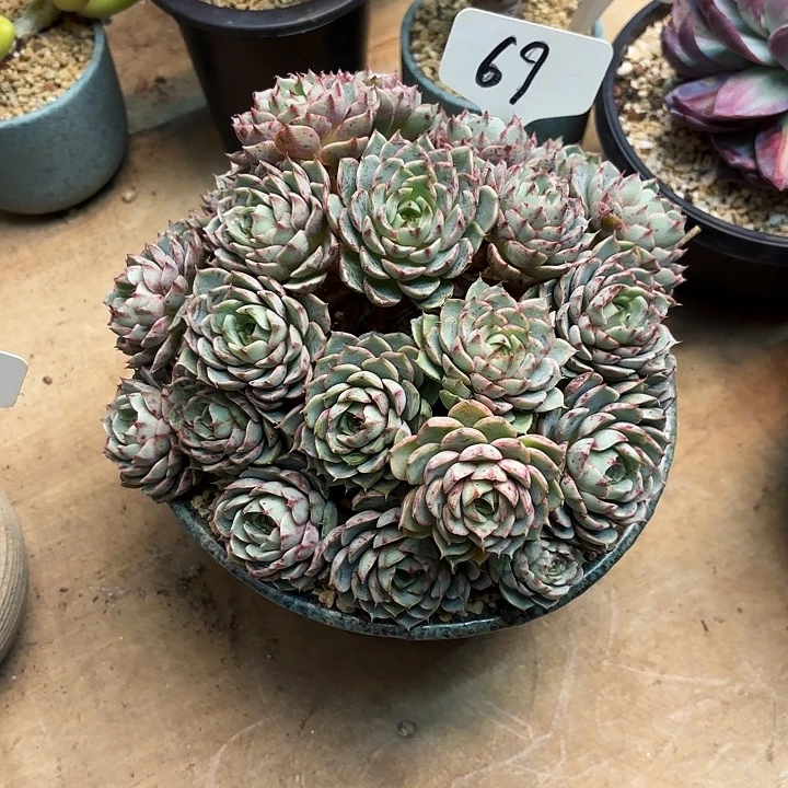 多肉植物，笨吧蒂斯69号