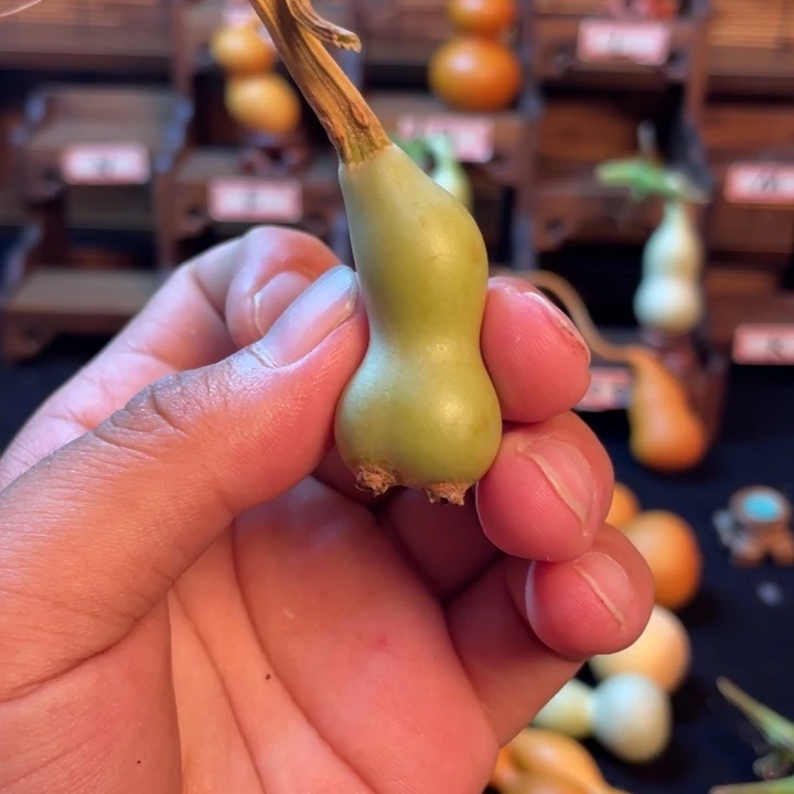 有机玻璃芜****育啊啊啊啊啊