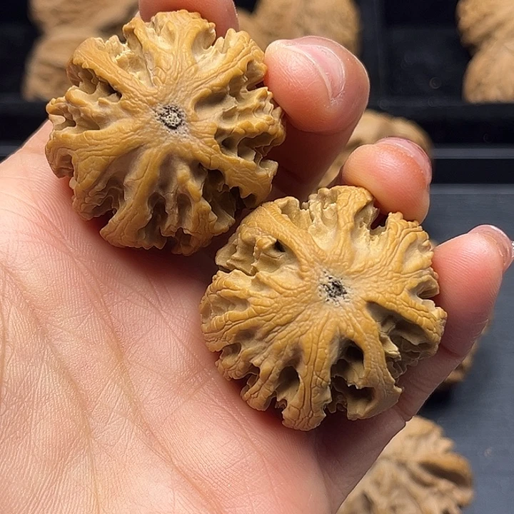 核桃秦岭突突突突突