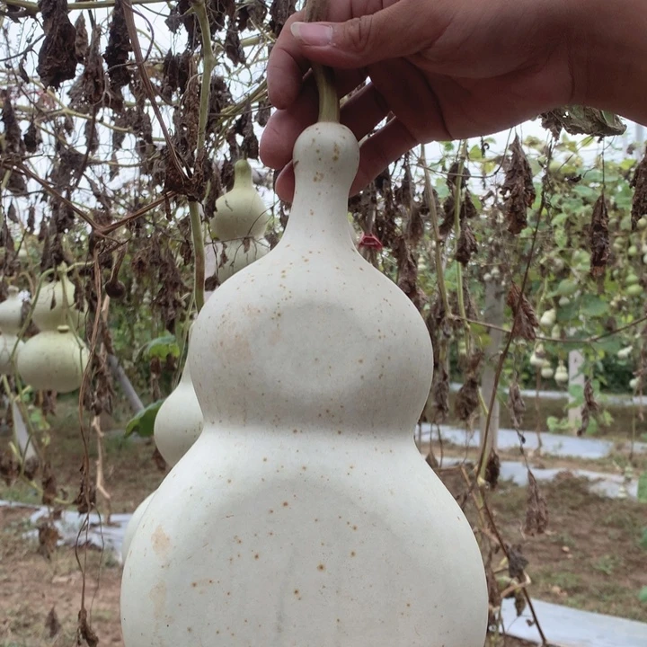 高***料中号尺寸的尺寸大小尺寸