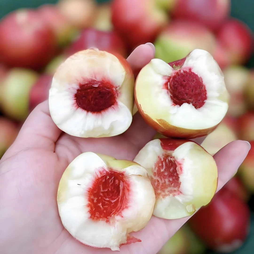 正宗新疆珍珠枣蜜桃500g新疆维吾尔自治区