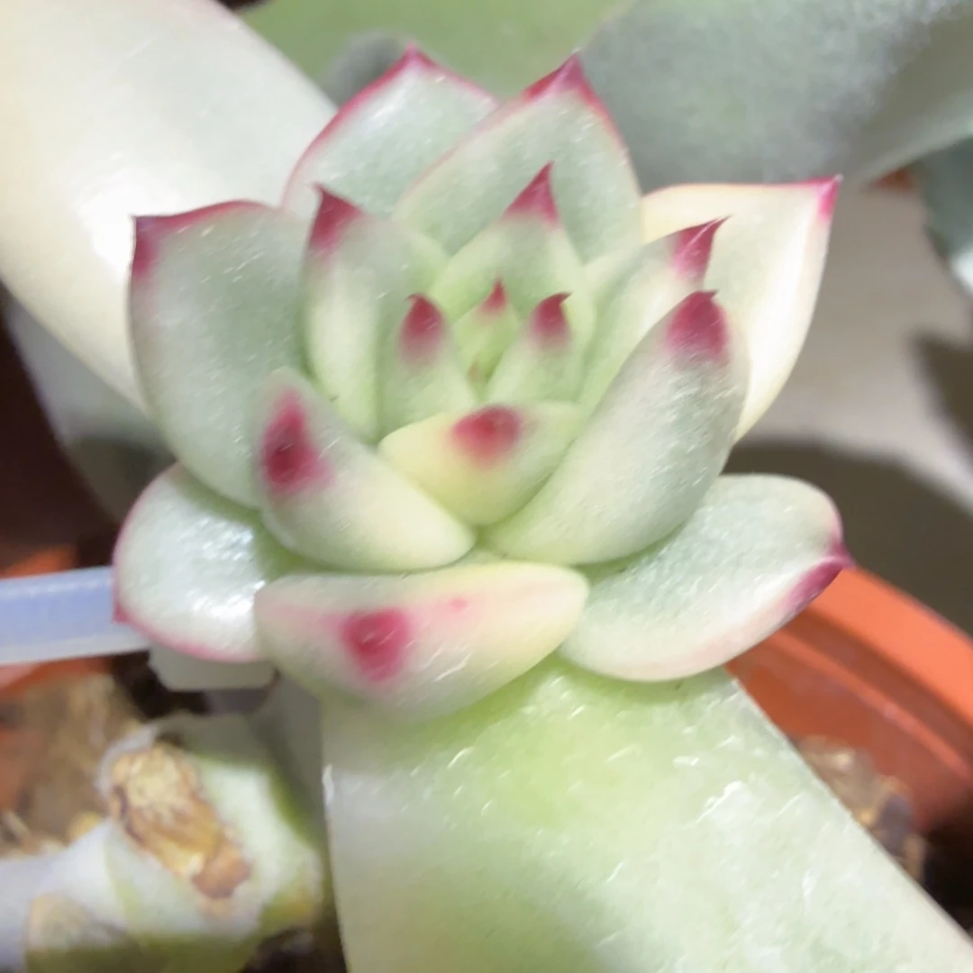 皮蛋 安吉园艺锦锦