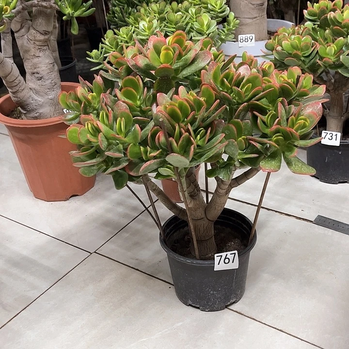 彩玉树花月独杆老桩