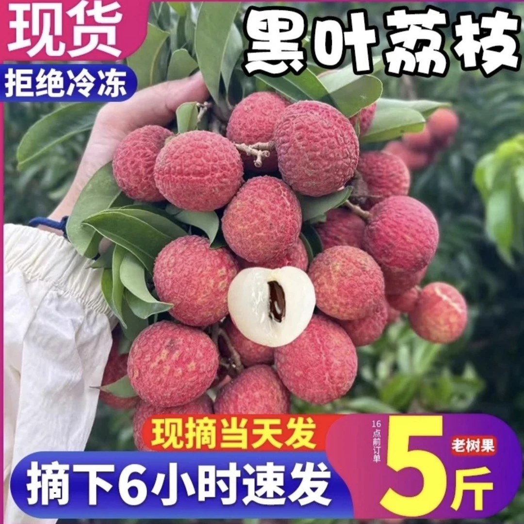 茂名30年老树黑叶荔枝新鲜现摘百年老树大果冷链直发京东