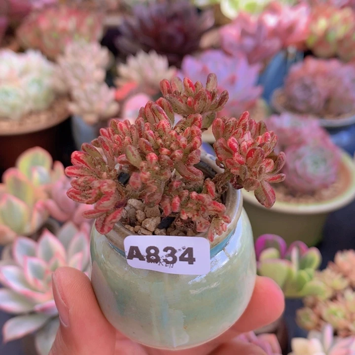一物一拍含盆土满38包邮A834