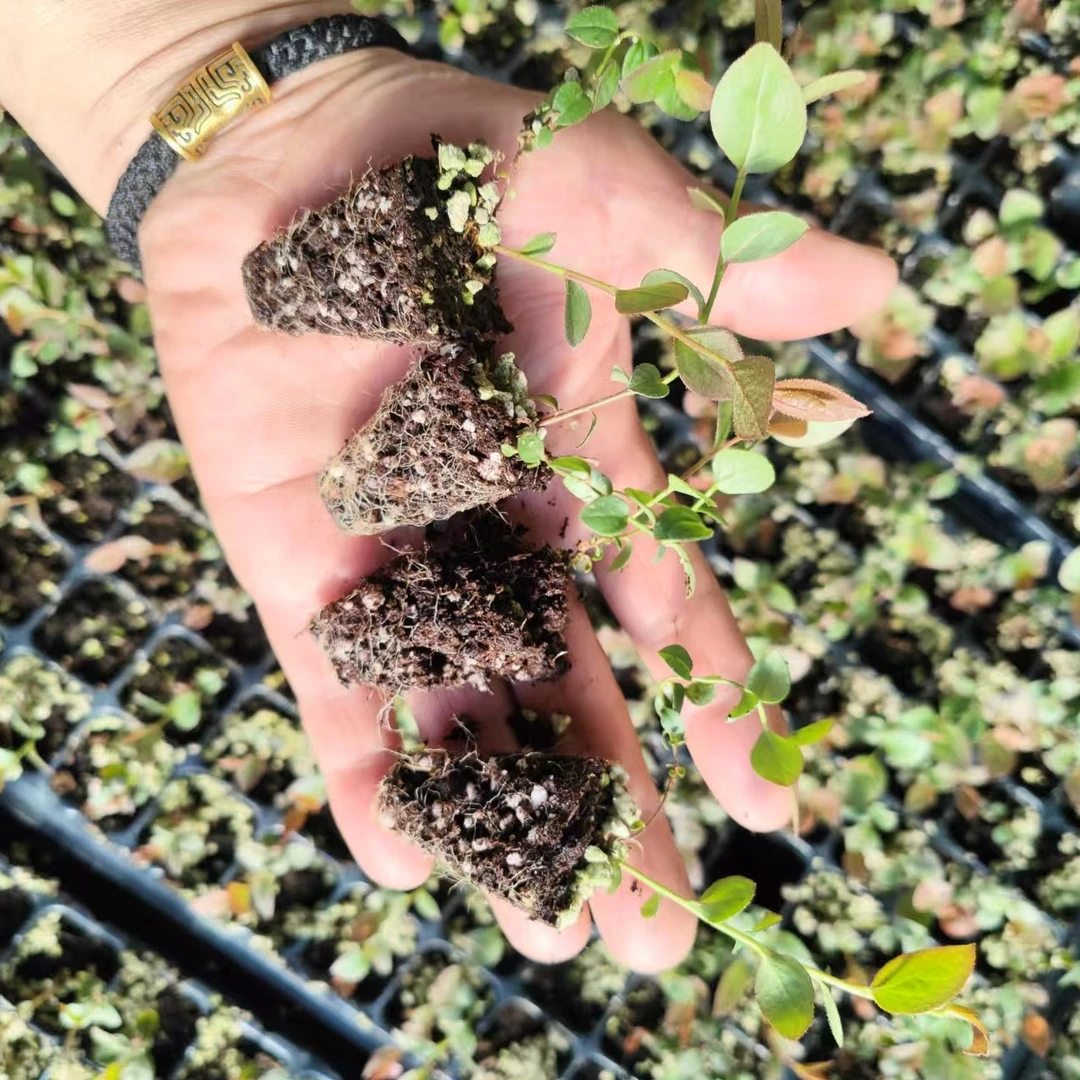 2株蓝莓树苗阳台庭院盆栽家庭种植大果花香绿植好管理