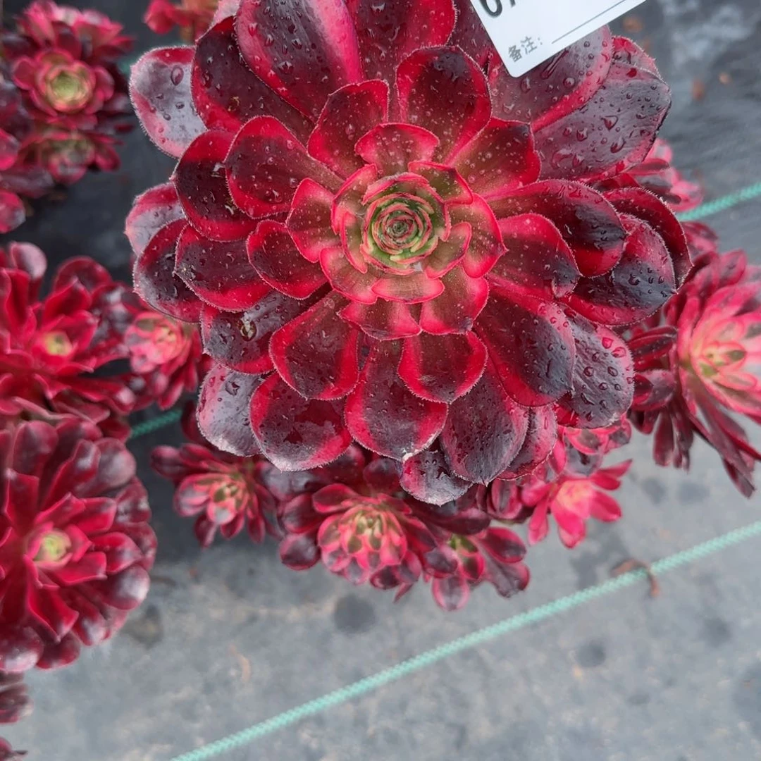 芊***肉6784香奈儿多肉多肉