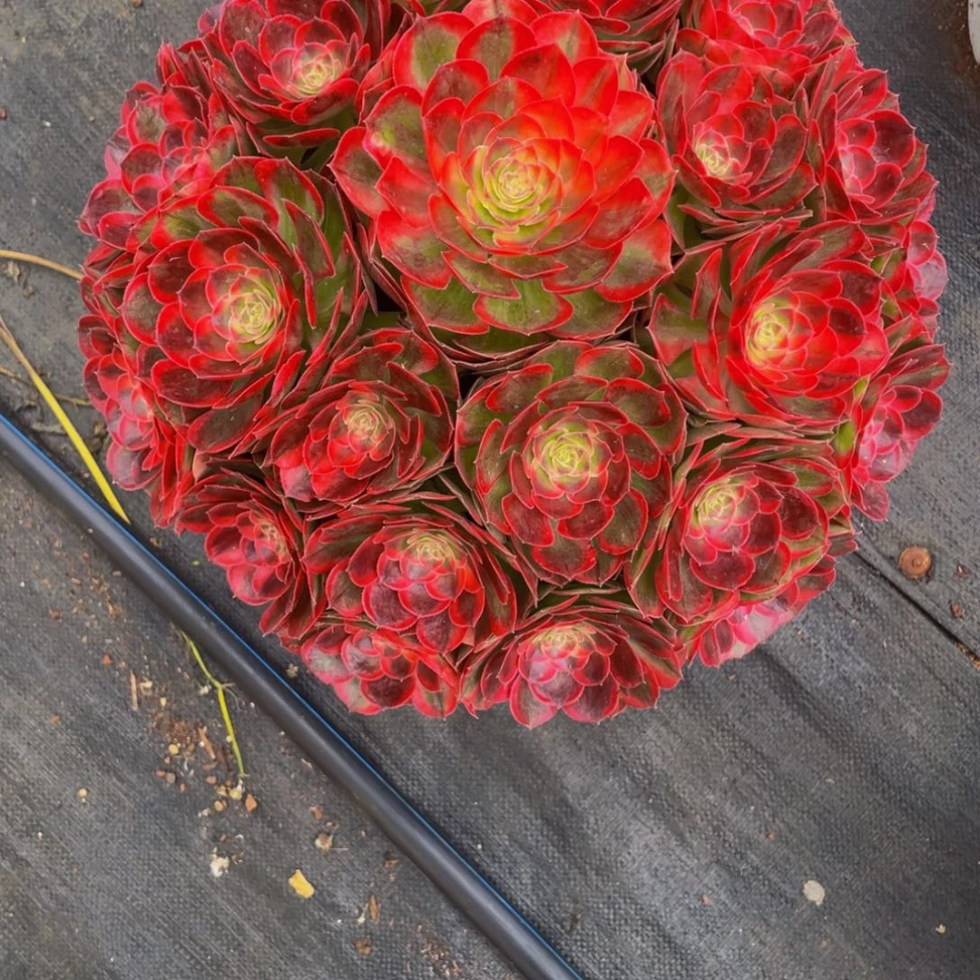 井***夫【粉玉芙蓉】群生多肉植物万圣节变异老桩大手捧