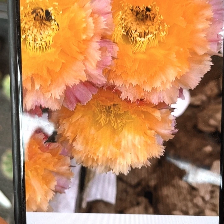 洛可可侧芽歪4公分左右