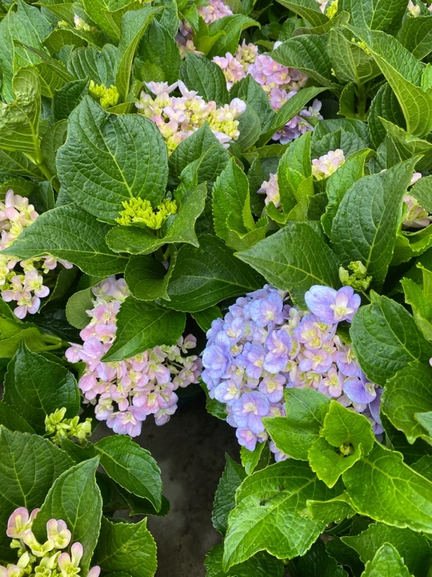 清地超低价【弗落仑蒂亚】重瓣绣球 介意少量掉花苞断枝慎拍