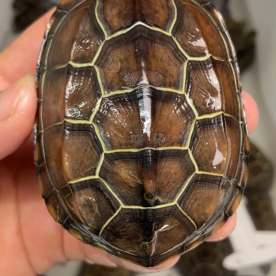 中华草龟不分公母