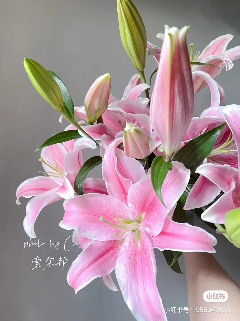 D28【索尔邦香水百合】顺丰包邮，5度以下地区需加拍保温棉