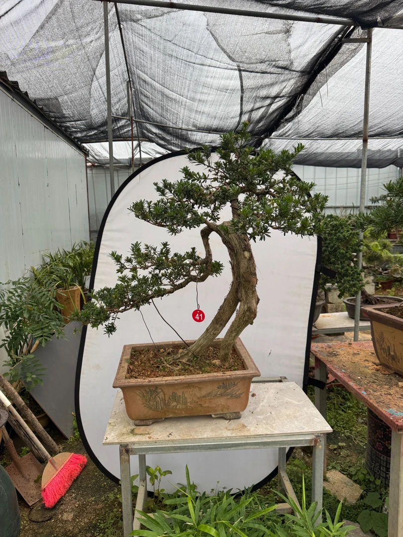 罗汉松-41号红芽提根舞者造型贵妃品种，一年四季长青常绿