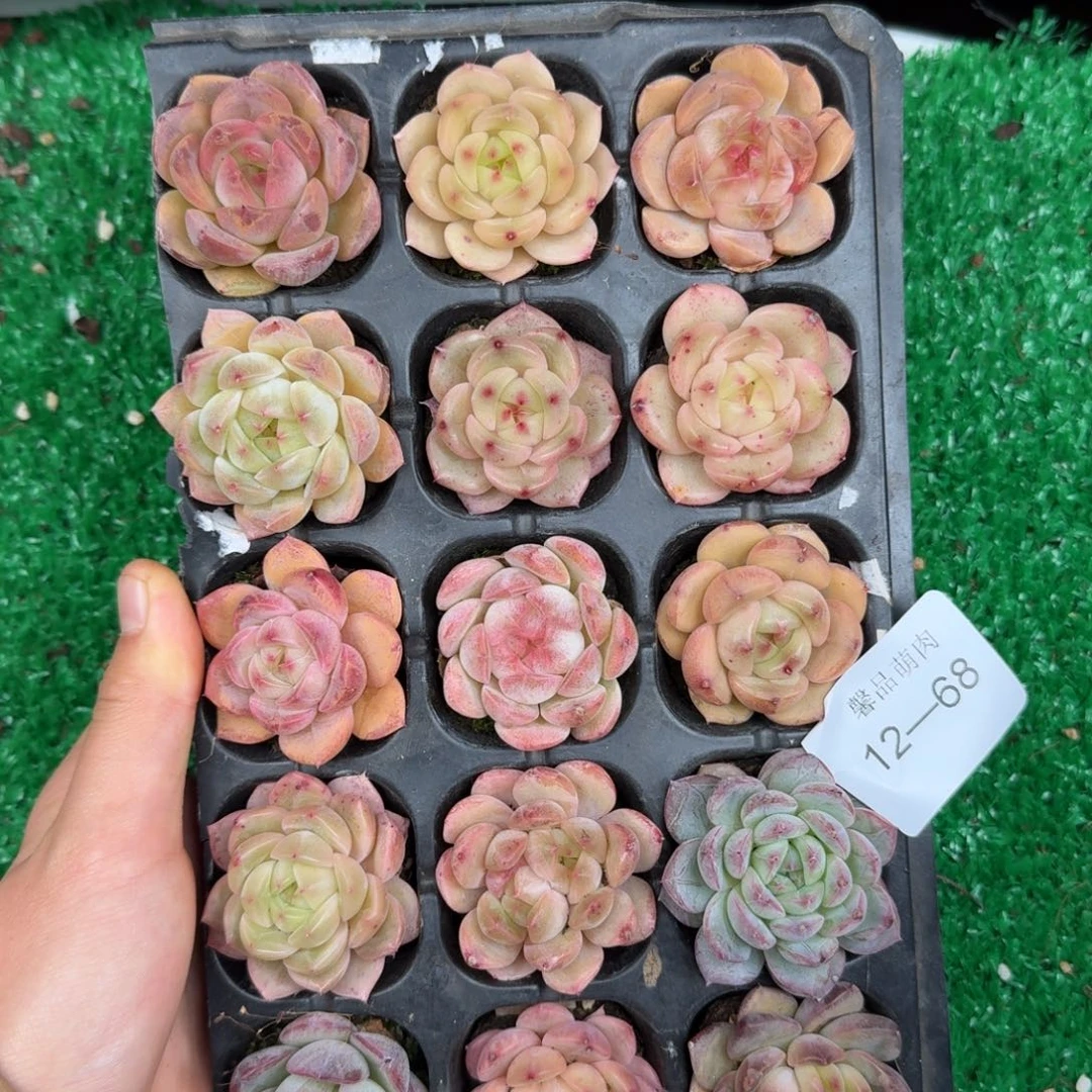 多肉一物一拍12-68