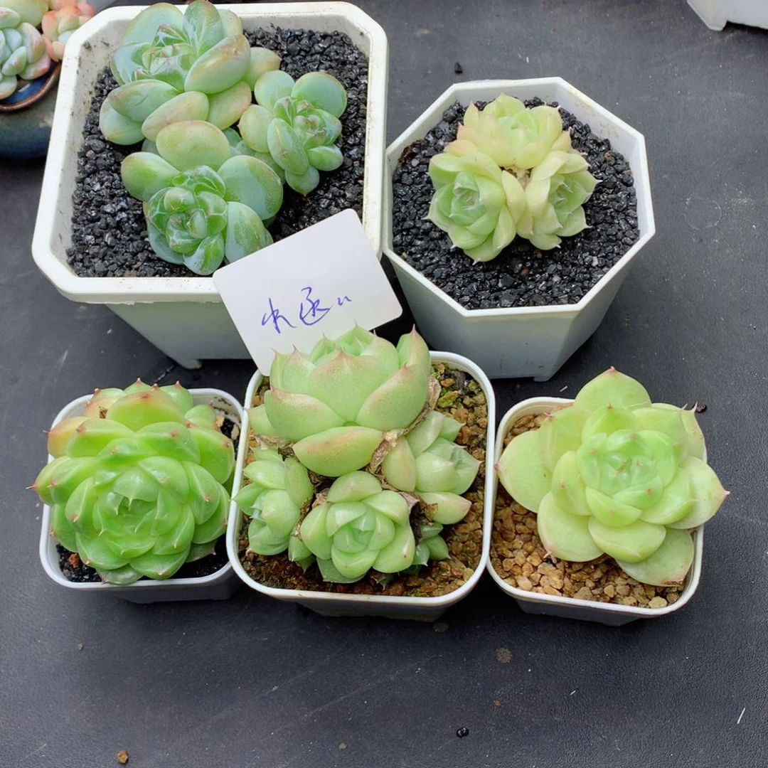 周*函58包邮  群生不包整水函