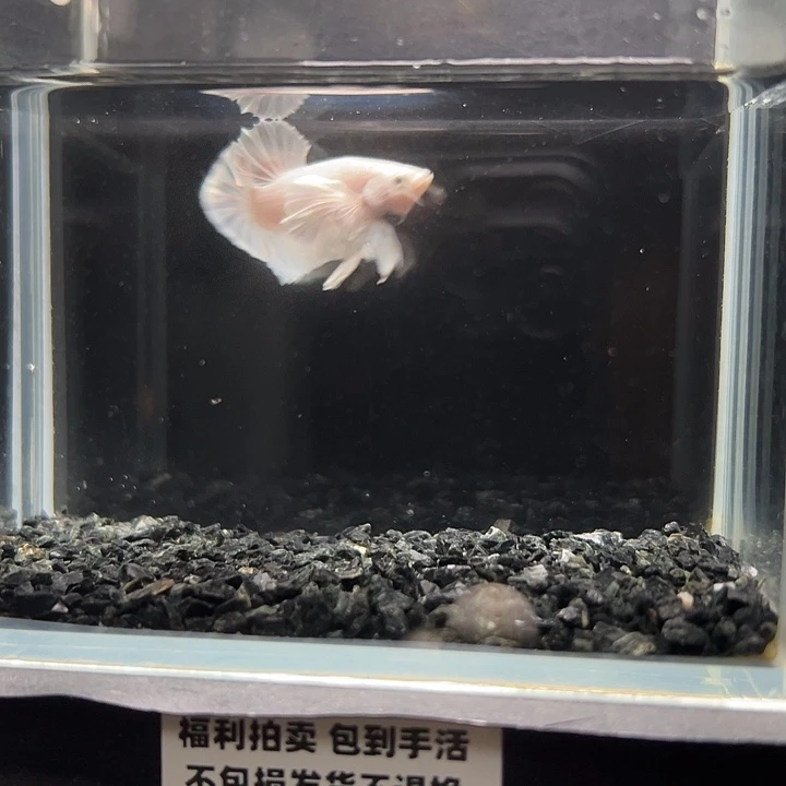 斗鱼竞拍跑单拉黑25日20