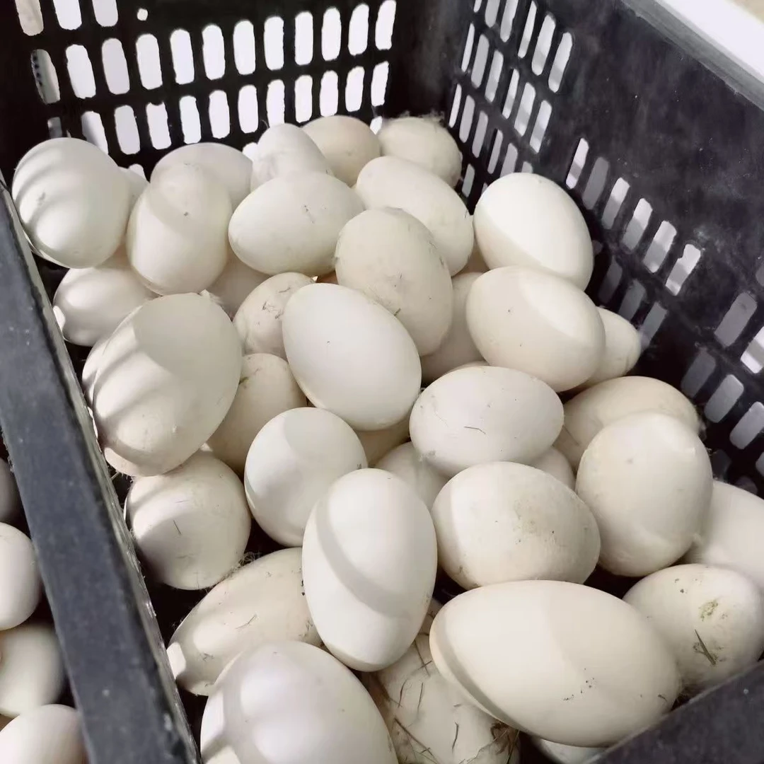 东北农家鹅蛋新鲜发货顺风包邮