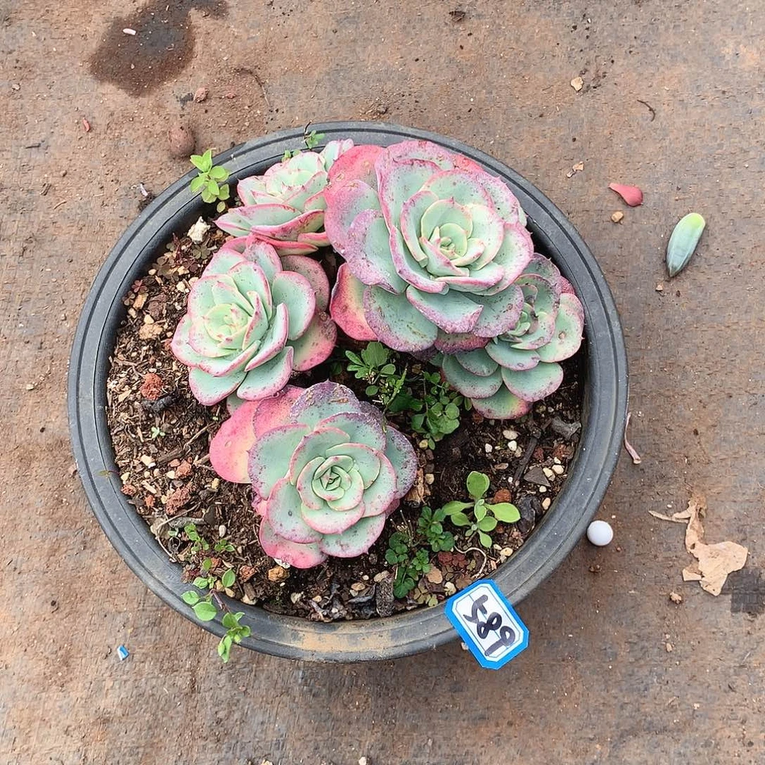 589黄桃 一物一拍多肉