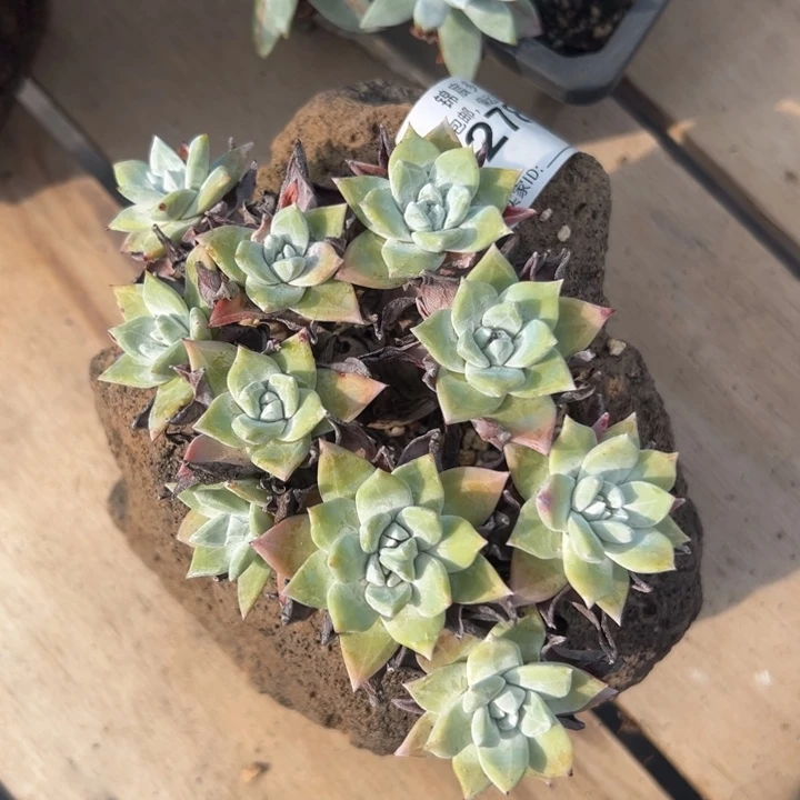 锦宸多肉～一物一拍2781