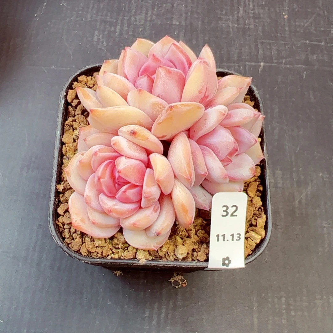 *****星影32、哈哈哈哈哈哈