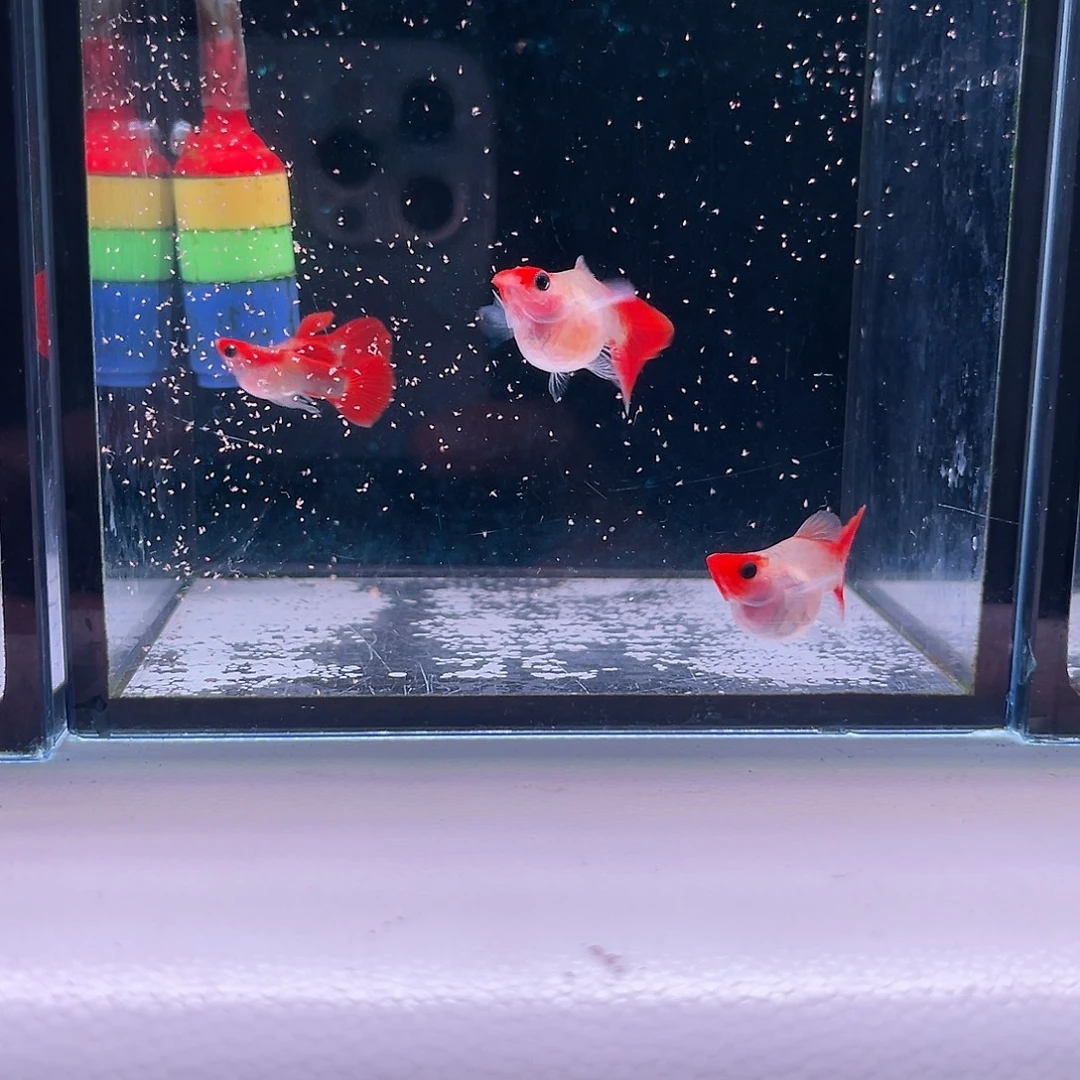 孔雀鱼黄化深海蓝玻璃猫球2对