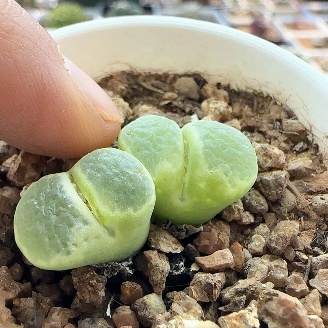 过年好，脱土发货，年后发货哦23396