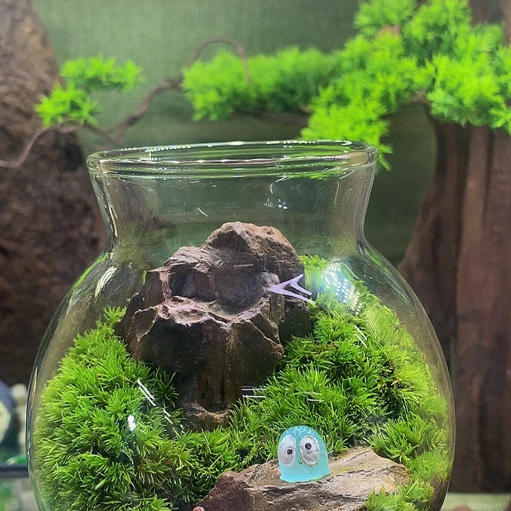 无花朵夏播福利来啦