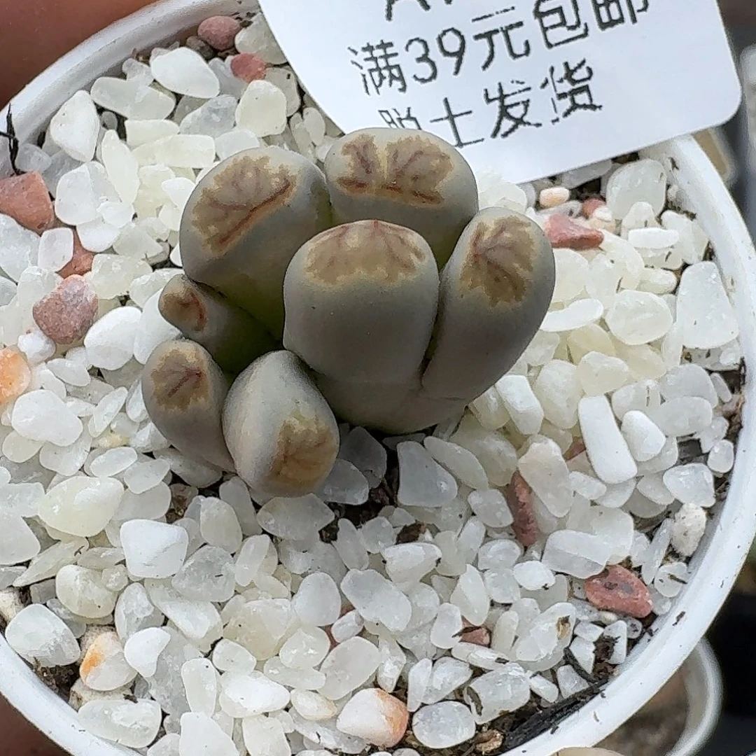 979多肉经济哈哈哈哈哈哈