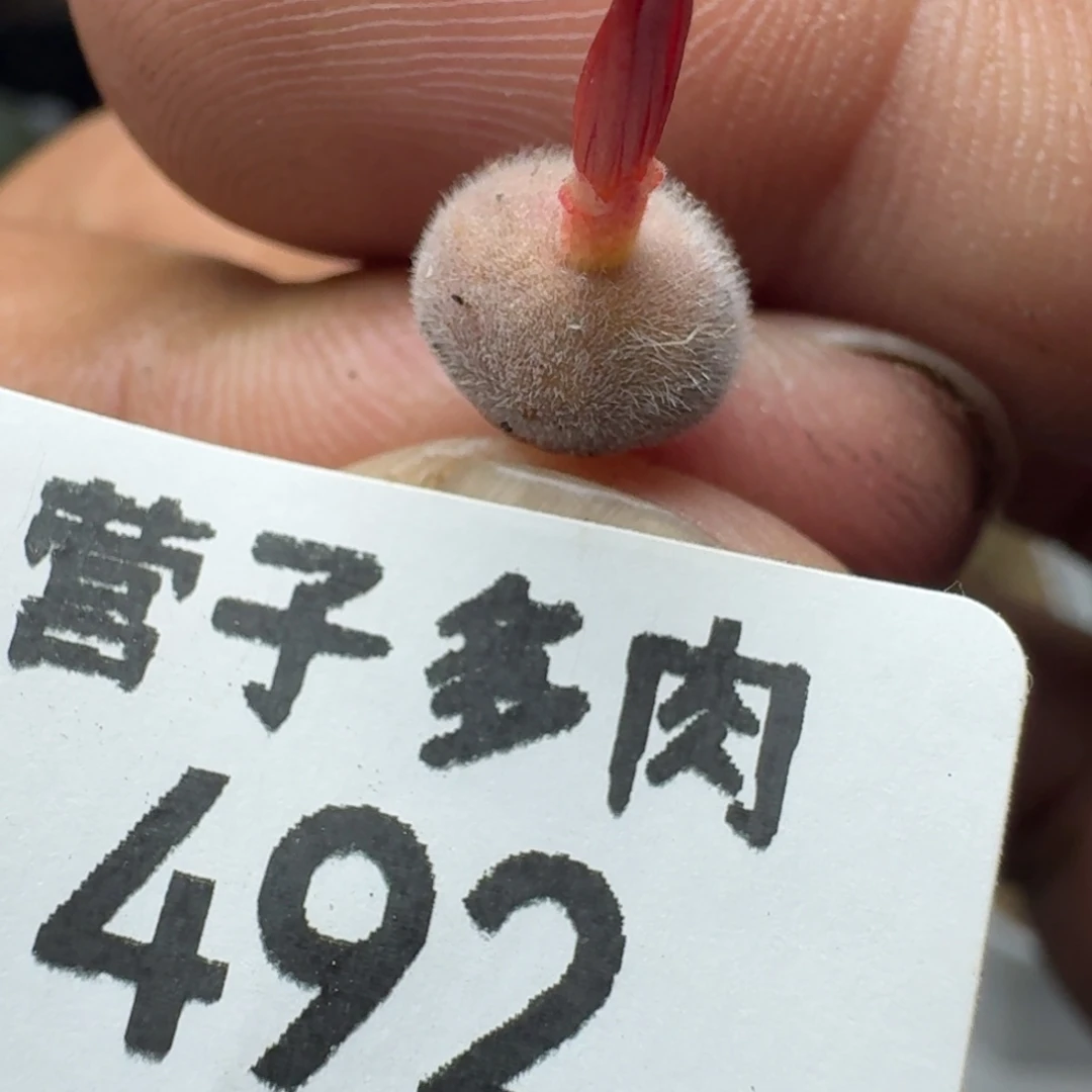 D毛球。
