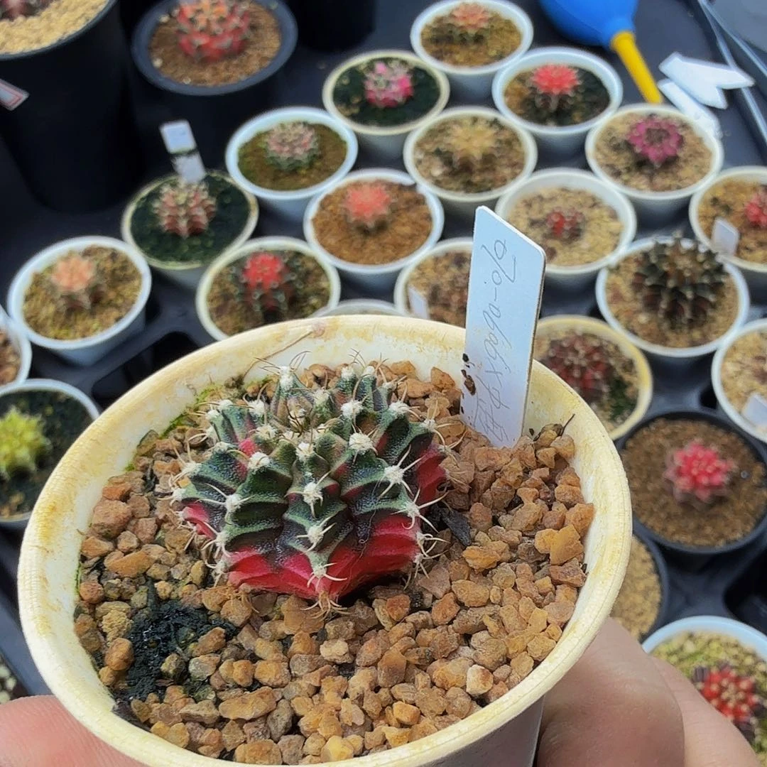 当前无花朵，栽培后可花朵