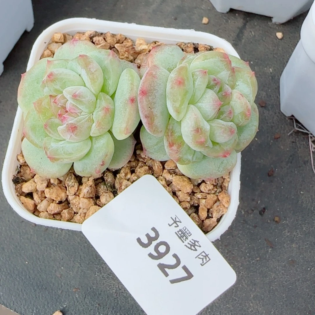甜心石化，2927多肉植物
