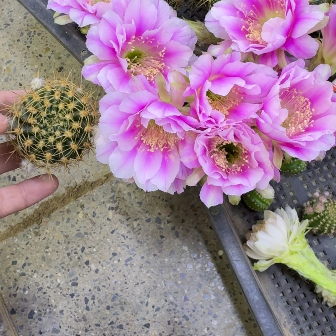 331丽花138歪无根侧牙3公分左右