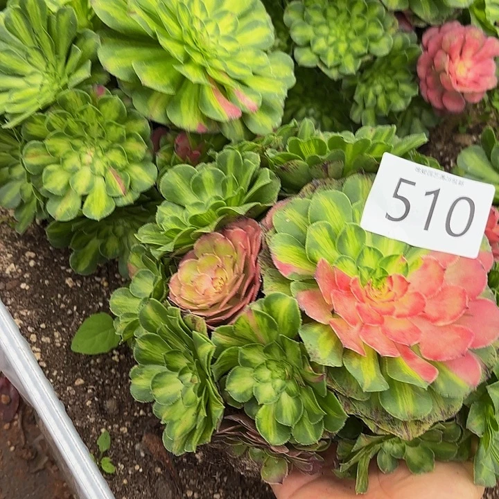 多肉植物知否510一
