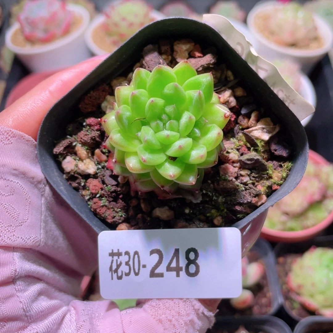 花利美30-248绿水鬼