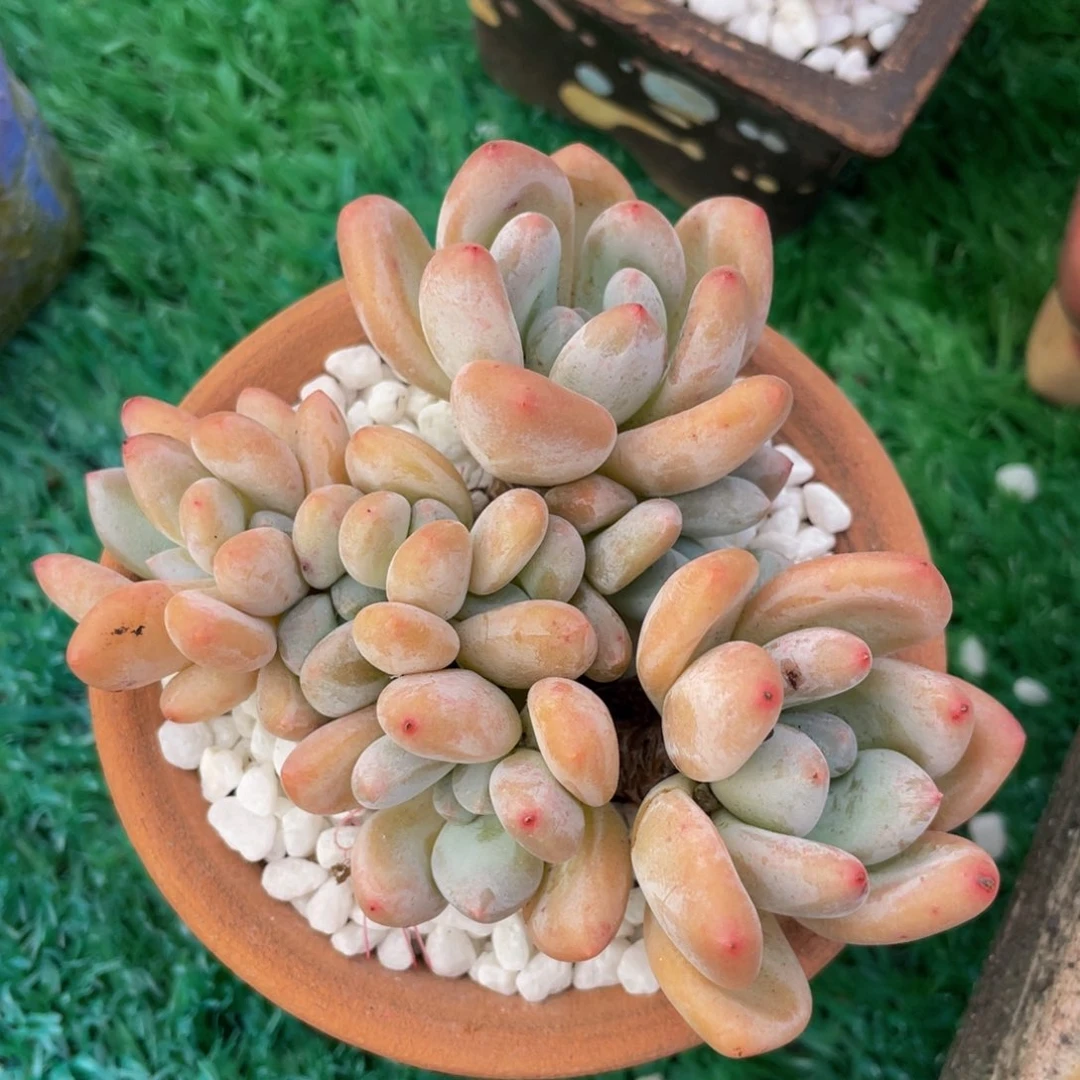 多肉植物盆栽多肉