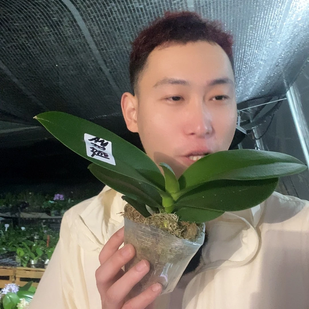无花朵甜筒蝴蝶兰