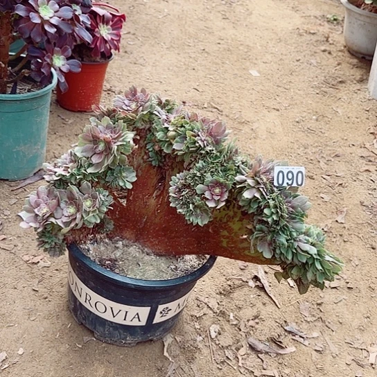 090万圣节缀化老桩