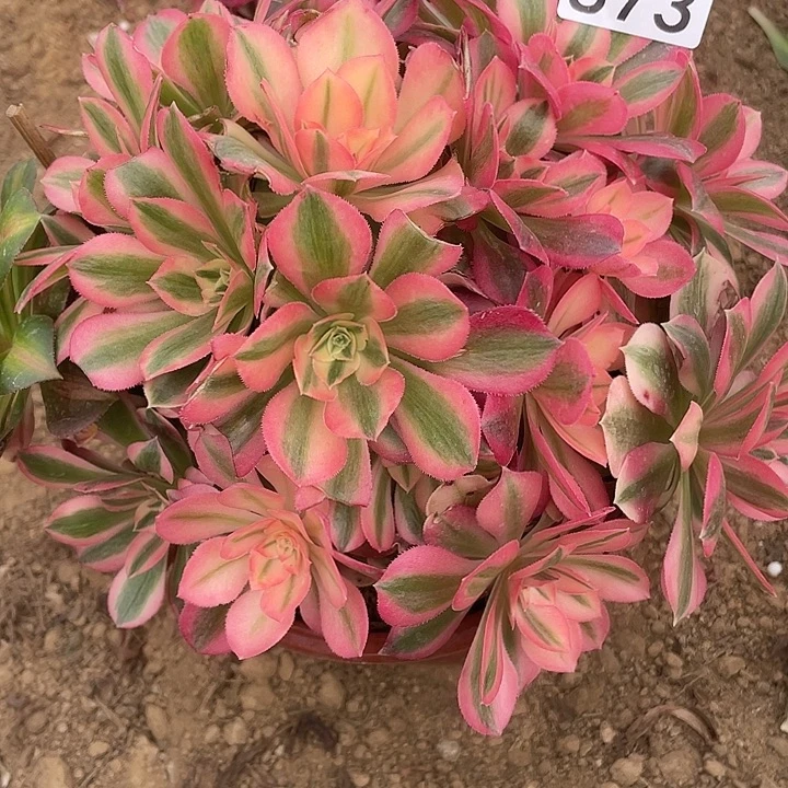 无花朵873粉女巫多肉植物