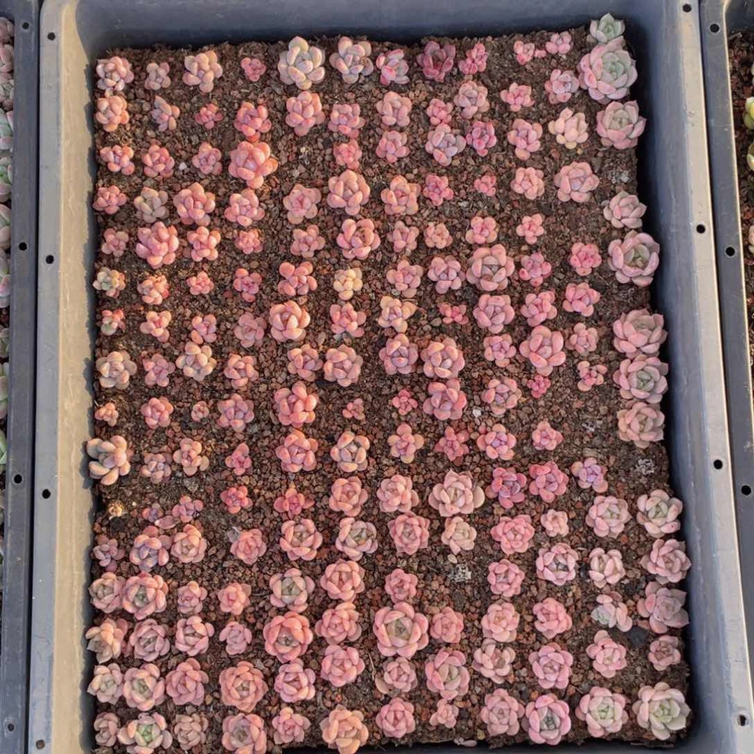 云糖心多肉植物260