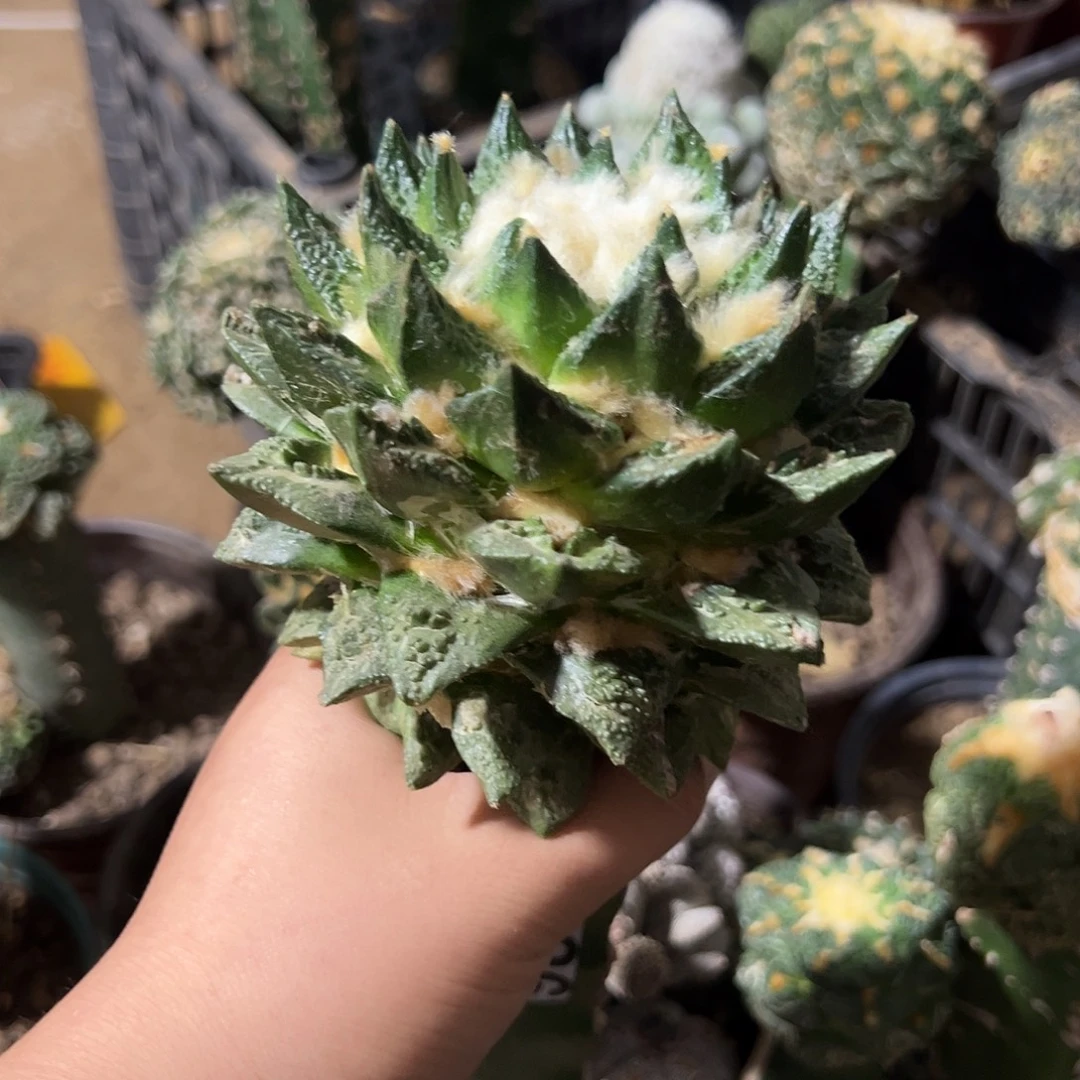 錢***獄牡丹仙人球3586号