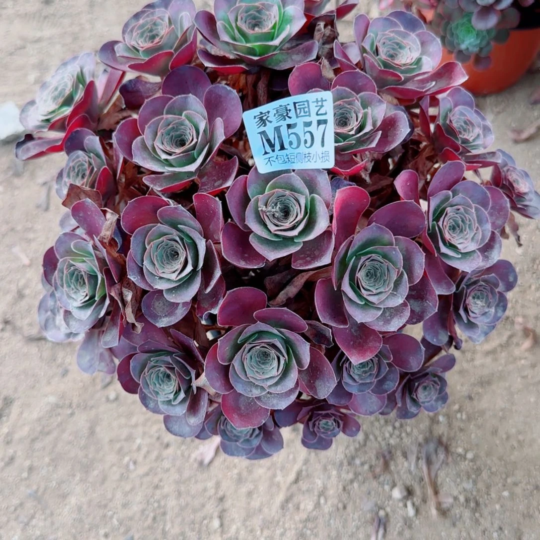 魅金玫瑰发师557冠幅28