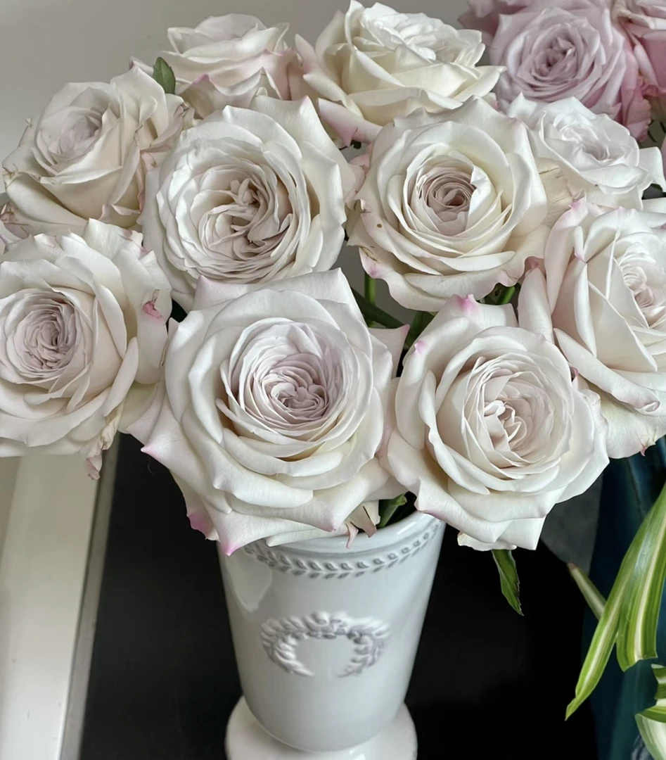 （曼）  银色衬裙15支+5支防损 鲜花任意满2单包邮