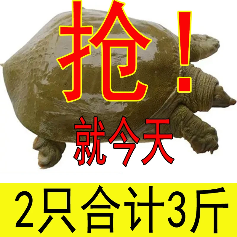 【2只合计3斤】鲜活大甲鱼直播卖货本地生态甲鱼活体水鱼团鱼王八