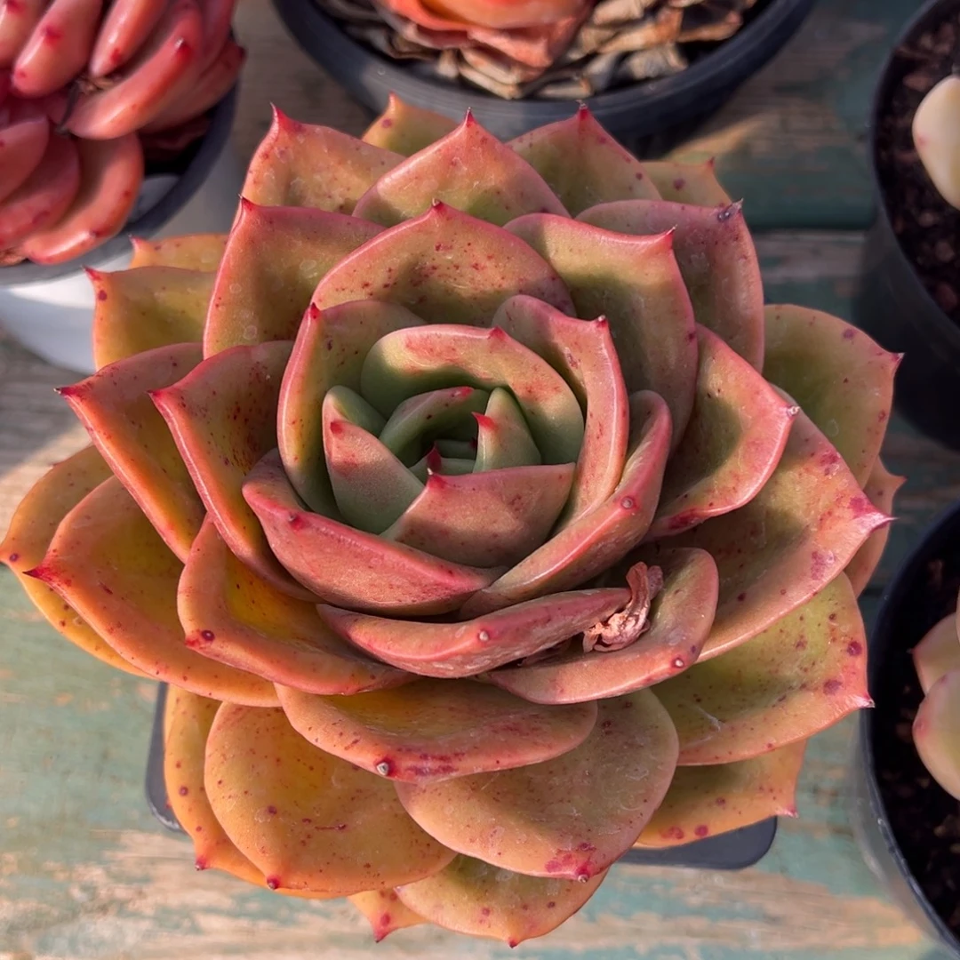 狮子王美肉多肉植物