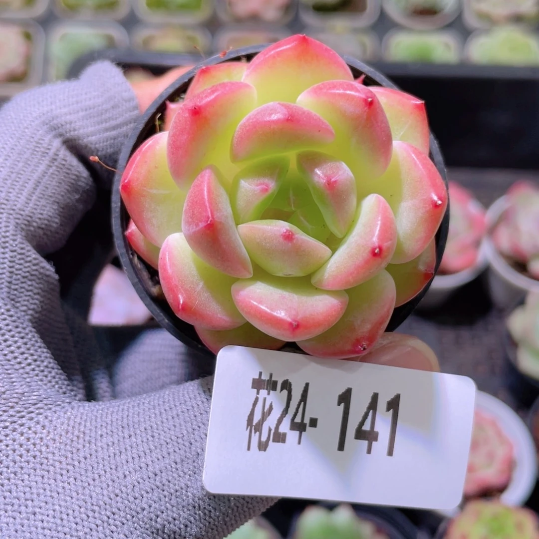 花利美24-141新品