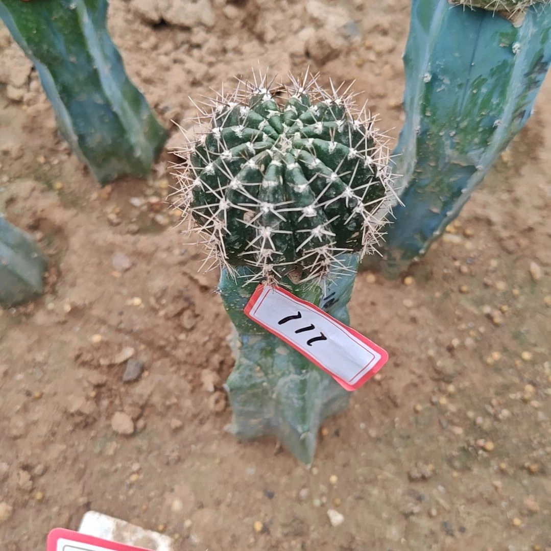 刘***兰龙神木嫁接洛可可111福
