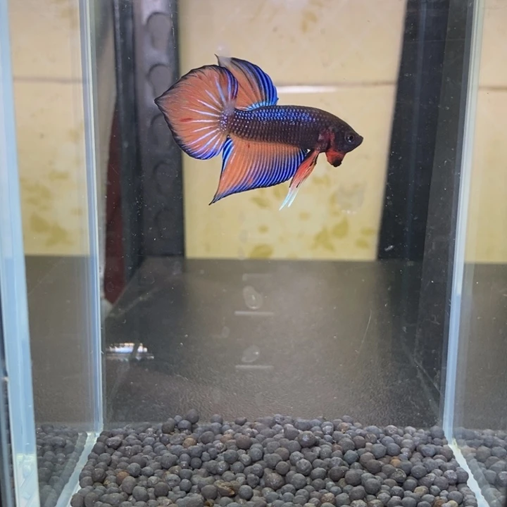 斗鱼泰国斗鱼401号