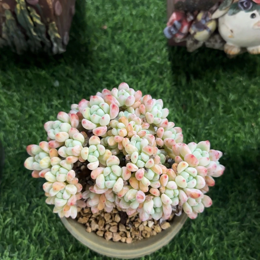 多肉植物一物一拍