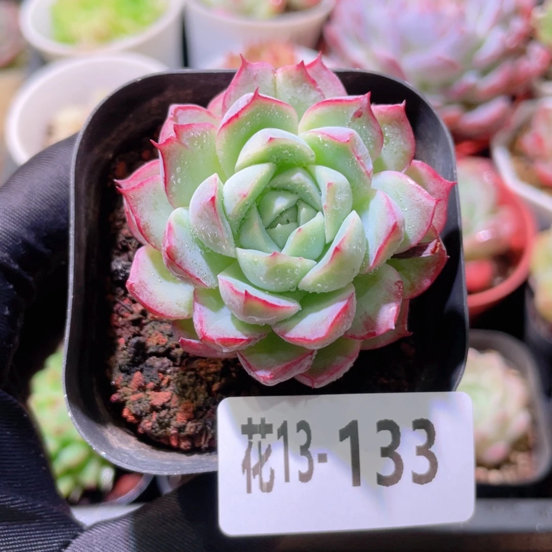 花利美13-133新品